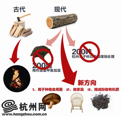 杭州人餐桌上的菌菇产自哪? 可能是西湖边的树木