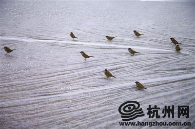 天气慢慢转凉，一群麻雀在白堤铺上薄膜的草地上觅食。