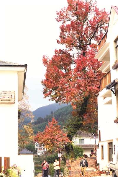 临安竟有这样的“红叶指南小镇” 美得像油画