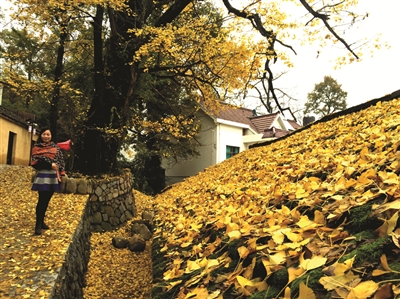 临安竟有这样的“红叶指南小镇” 美得像油画