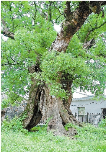 “最粗”古树——宁海县前童镇的樟树：树龄1070年，胸围15米，树洞内可放10人大圆桌。