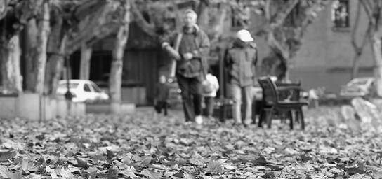 一夜北风，满城落叶。