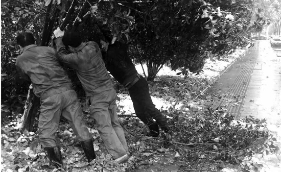 今冬第一场雪,对下沙影响不大 今冬第一场雪,对下沙影响不大