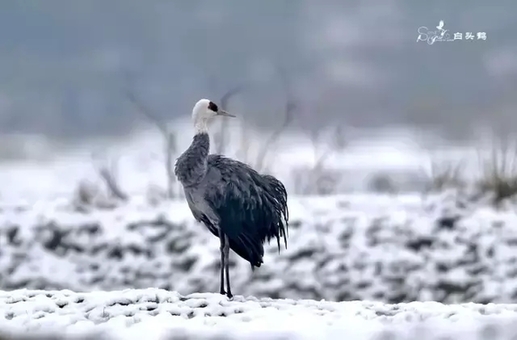 美呆！国家一级珍禽现身杭州 献上杭州冬候鸟地图