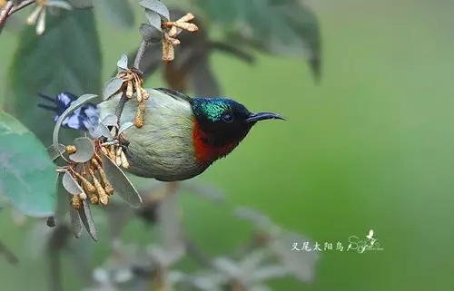 叉尾太阳鸟