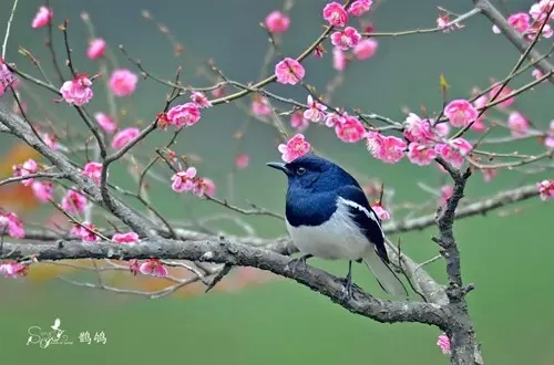 鹊鸲