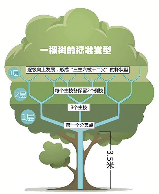 杭州12万棵行道树集体换发型