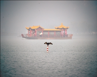 昨天雾气茫茫，展翅的鸬鹚似乎在欢迎游湖的客人。
