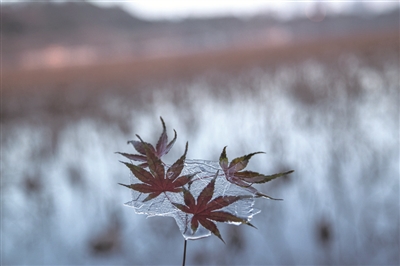 今晚起雨夹雪明天下午转大雪 冰西湖浪漫很危险