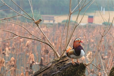 手机里的天气预报说 下周又要下雪? 手机里的天气预报说 下周又要下雪?