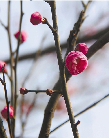 春节去哪儿？古镇里西湖边寻年味