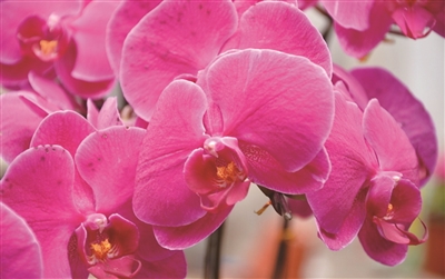 本周末和平会展中心鲜花开大会