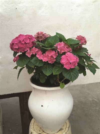 本周末和平会展中心鲜花开大会