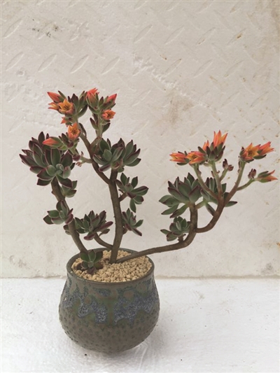 本周末和平会展中心鲜花开大会