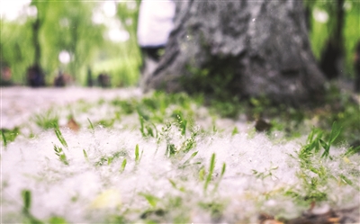 本周杭州天气又是晴晴雨雨变来变去 过敏体质最怕的飞絮季来了