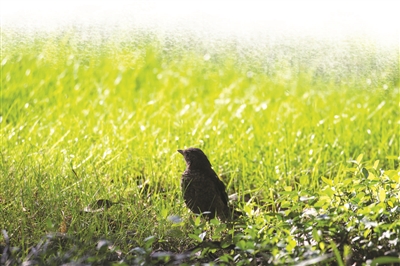 今明两天 雨水饱满 周日雨止转多云