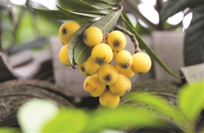 5月的“土豪”水果到了最好吃的时候 塘栖枇杷节昨天开幕