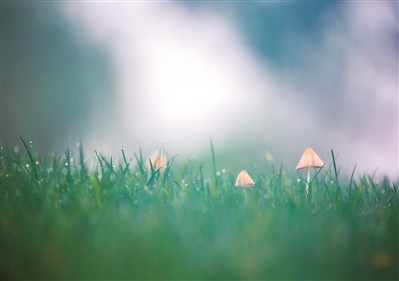 西湖边的草地上长了许多蘑菇。连日阴雨，空气潮湿，很适合菌类生长。 记者 夏阳 摄