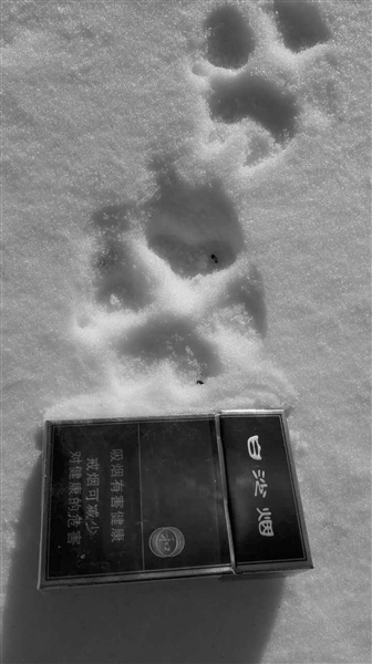 去年冬天胡茂华在山上发现的疑似脚印