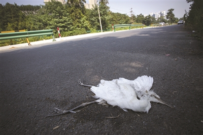 余杭林杨线周边生态环境很好 不少白鹭却离奇死亡