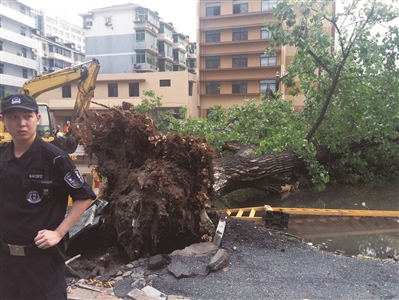 昨日杭州突遭9级烈风 十年大树被狂风连根拔起