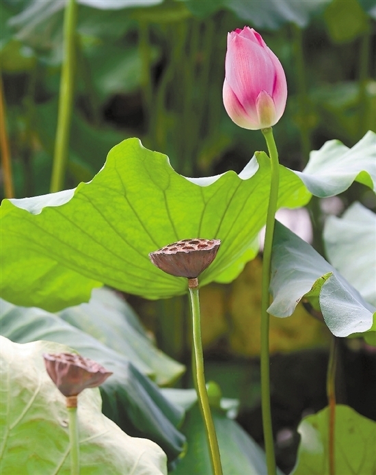 杭州西湖荷花“四代同堂” 这种美满难得一见