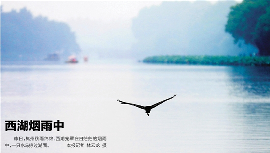  昨日，杭州秋雨绵绵，西湖笼罩在白茫茫的烟雨中，一只水鸟掠过湖面。