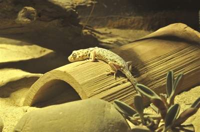 来自大沙漠的绿鬃蜥，在暖烘烘的小单间里享受“阳光”的沐浴。
