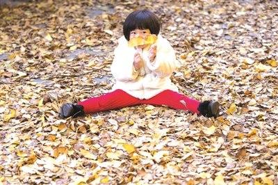 在银杏落叶里玩耍的小女孩 