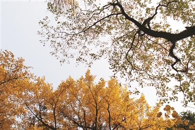 秋意渐浓，孤山上的银杏叶，把天空分成黄绿两半。