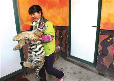 一只小东北虎趁育幼员开门之际“越狱”，被抓了回去。