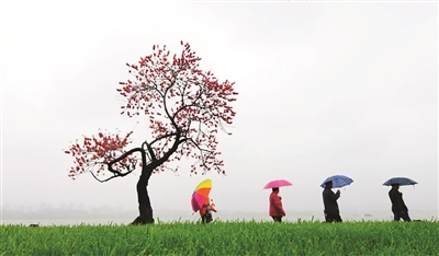  昨天上午，小雨淅沥，西湖白堤上，游客撑伞走过一棵桃树。