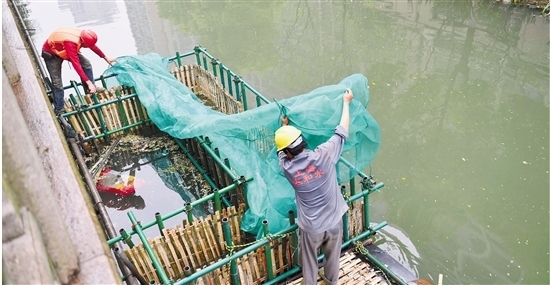  连通港完成清淤后，施工人员在对河道排出口进行预处理。