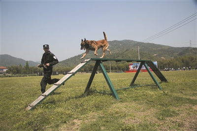 警犬在表演 