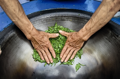 49位炒茶高手 献上一场活色生香的炒茶大赛