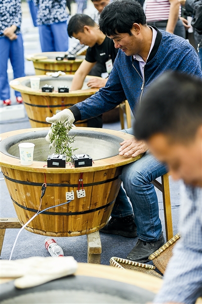 49位炒茶高手 献上一场活色生香的炒茶大赛