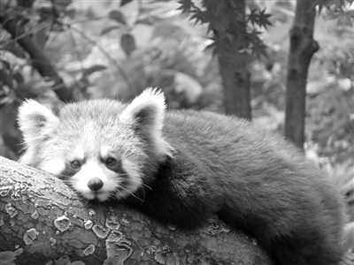 杭州动物园新来了10只小熊猫 有空去看看它们吧