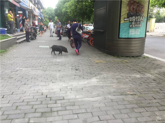 今早杭州闹市区窜出一只“野猪”！被路人活捉！