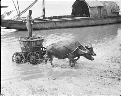 1918年，钱塘江牛车。 西德尼·D·甘博 作品