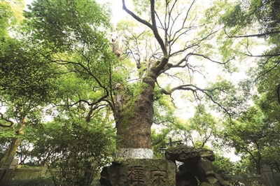 为什么杭州吴山上好多大樟树 今年都是730岁？