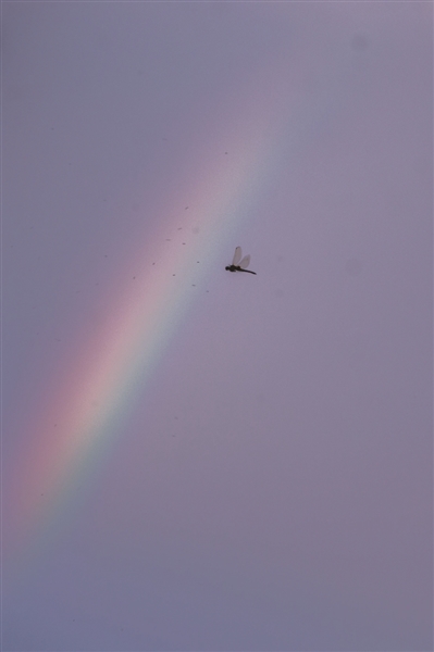 昨天傍晚，城东出现彩虹，一只蜻蜓飞过。 记者 许康平 摄