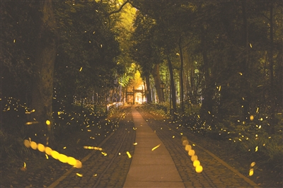 7月14日晚上7点半以后，云栖竹径漫天飞舞的萤火虫，此照片使用了7张照片堆栈而成。 