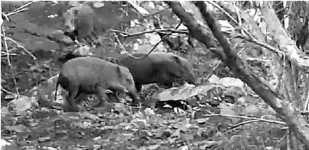 临安大明山野猪出没 最近1月至少有40多头羊被咬死咬伤