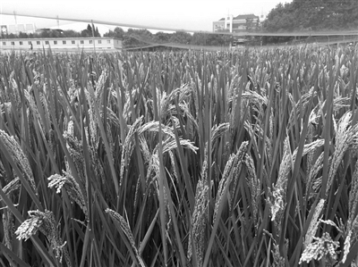 昨天，记者在省农科院试验田看到，这儿只有水稻，没有麦子。 记者 陈中秋 摄