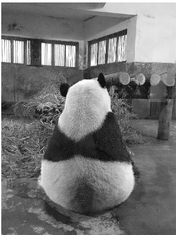 42年来过12只熊猫来过杭州 熊猫养起来真不容易