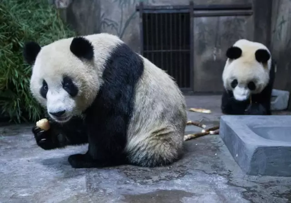 杭州动物园，2016年9月20日，大熊猫“成就”和“双好”刚到新住处 （许康平 摄）