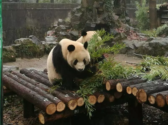 靠近镜头的是“成就”。（杭州动物园供图）