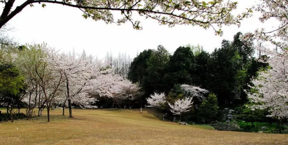 花港公園/西湖的老牌景點花港觀魚也是有櫻花的,花港的櫻花有兩處,一