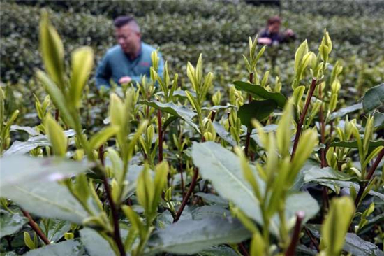 茶農李水忠一家開始採摘頭茬龍井新芽,當天下午,就炒出了今年第一鍋