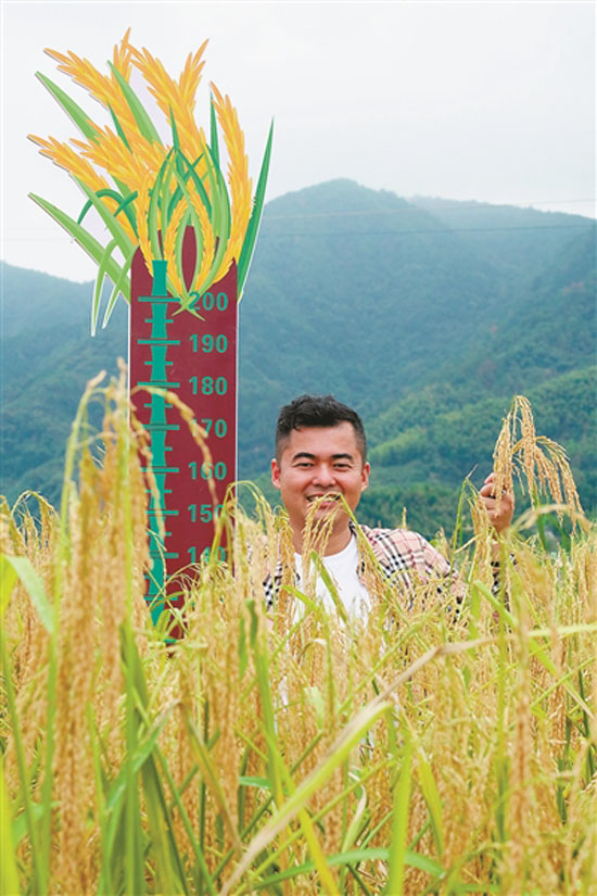 袁隆平巨型水稻图片图片